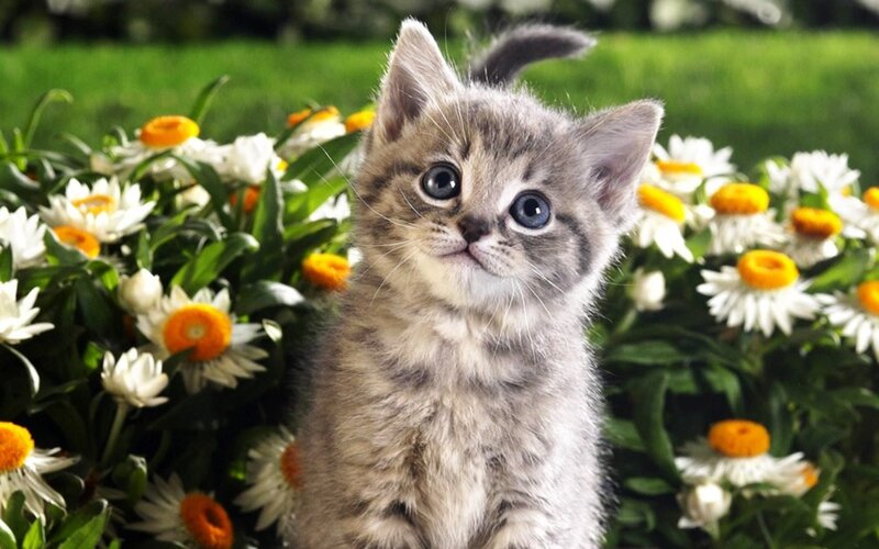 Gray Tabby Kitten — Calm, Afternoon, Photograph, Flowers