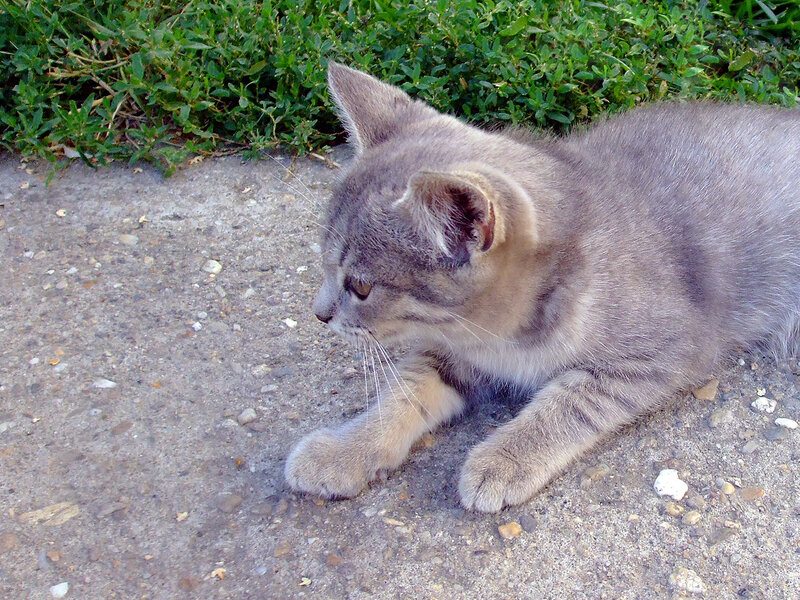 Gray Tabby Kitten — Calm, Afternoon, Photograph, Grass, Pavement