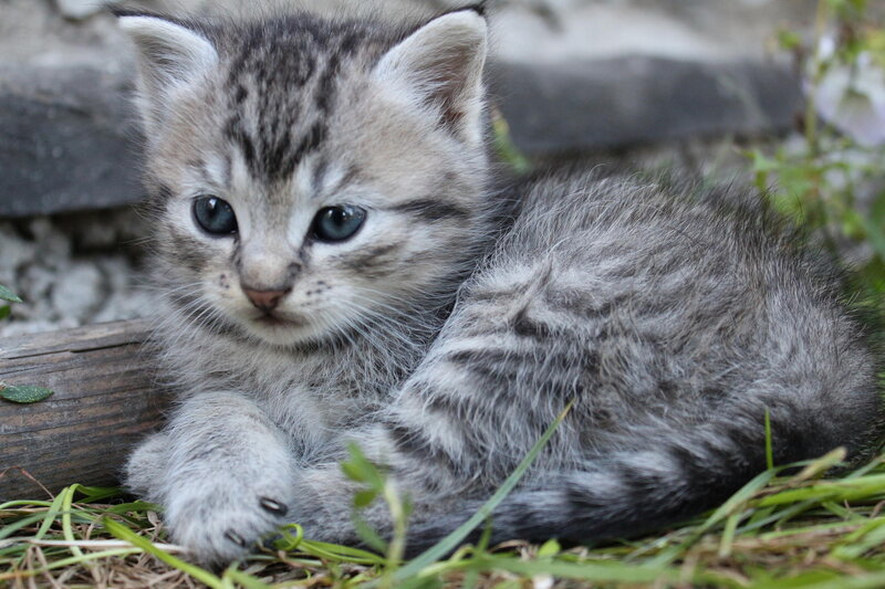 Gray Tabby Kitten — Calm, Afternoon, Photograph, Grass