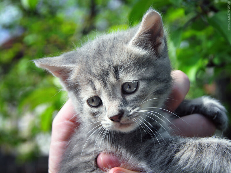 Gray Tabby Kitten — Calm, Afternoon, Photograph, Hand