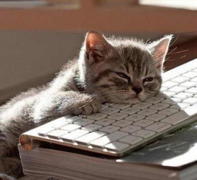 Gray Tabby Kitten — Calm, Afternoon, Photograph, Keyboard