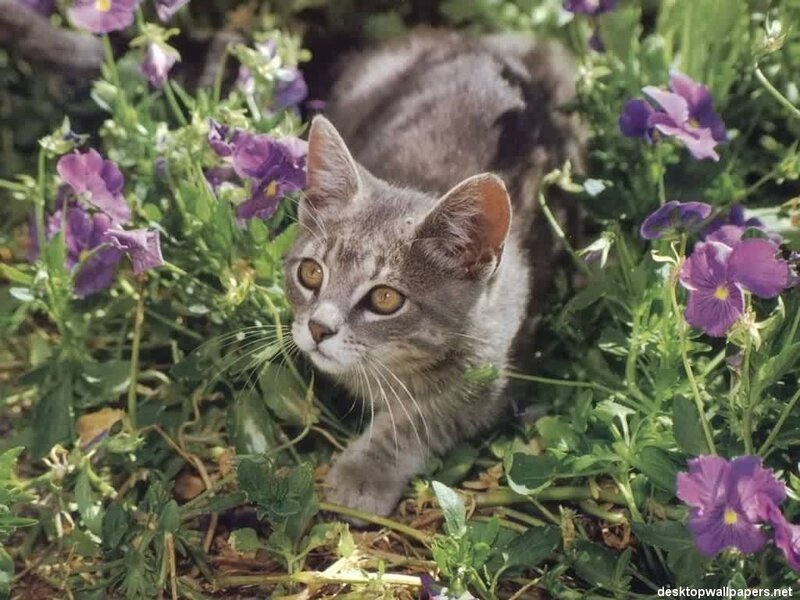 Gray Tabby Kitten — Calm, Afternoon, Photograph, Purple Flowers