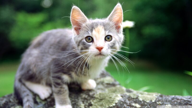 Gray Tabby Kitten — Calm, Afternoon, Photograph, Rock