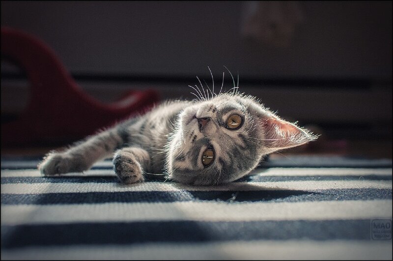 Gray Tabby Kitten — Calm, Afternoon, Photograph, Striped Blanket