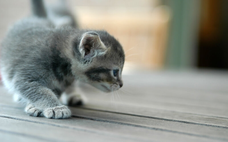 Gray Tabby Kitten — Calm, Afternoon, Photograph