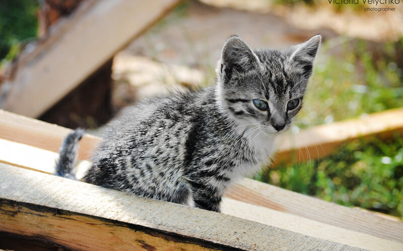 Gray Tabby Kitten — Calm, Afternoon, Photograph, Wooden Planks