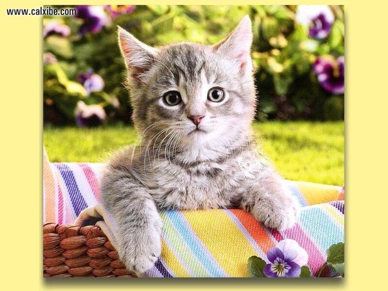 Gray Tabby Kitten — Calm, Afternoon