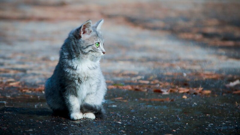 Gray Tabby Kitten — Calm, Autumn, Photograph, Green Eyes