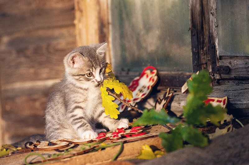 Gray Tabby Kitten — Calm, Autumn, Photograph, Leaf