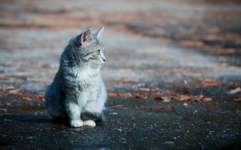 Gray Tabby Kitten — Calm, Autumn, Photograph, Pavement, Leaves, Green, Brown