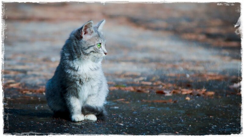 Gray Tabby Kitten — Calm, Autumn, Photograph, Pavement