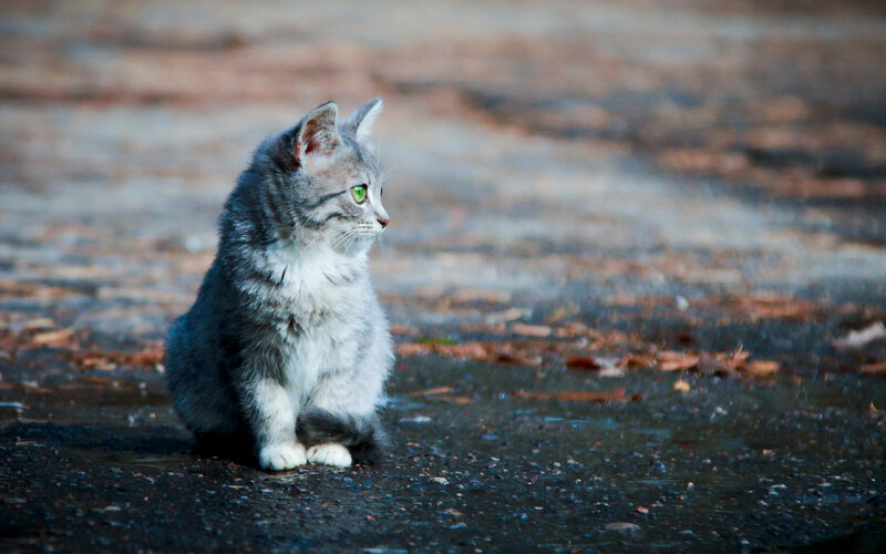 Gray Tabby Kitten — Calm, Autumn, Photograph