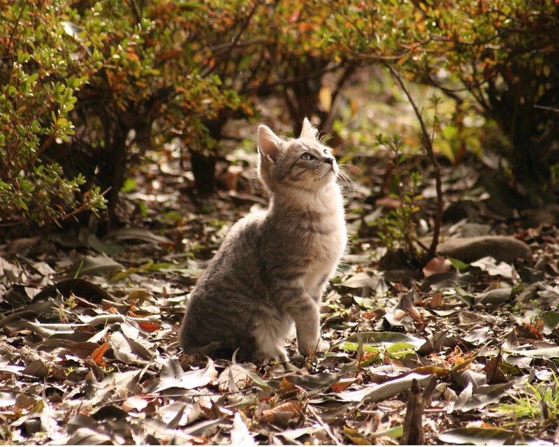 Gray Tabby Kitten — Calm, Autumn