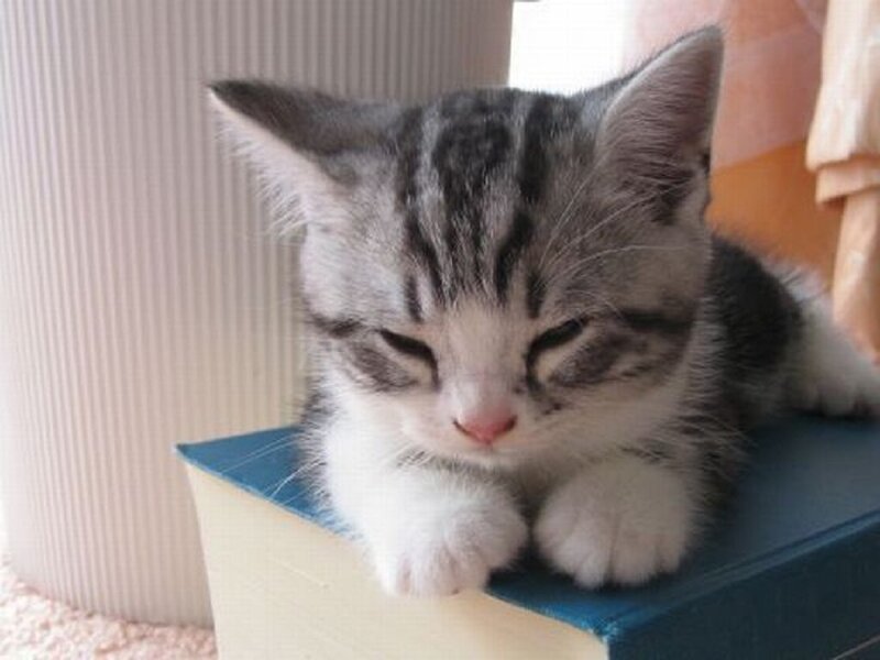 Gray Tabby Kitten — Calm, Morning, Photograph, Book