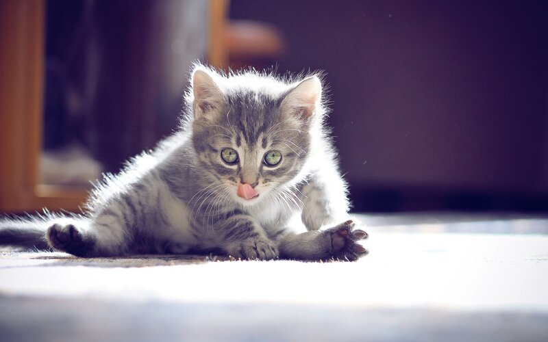 Gray Tabby Kitten — Calm, Morning, Photograph