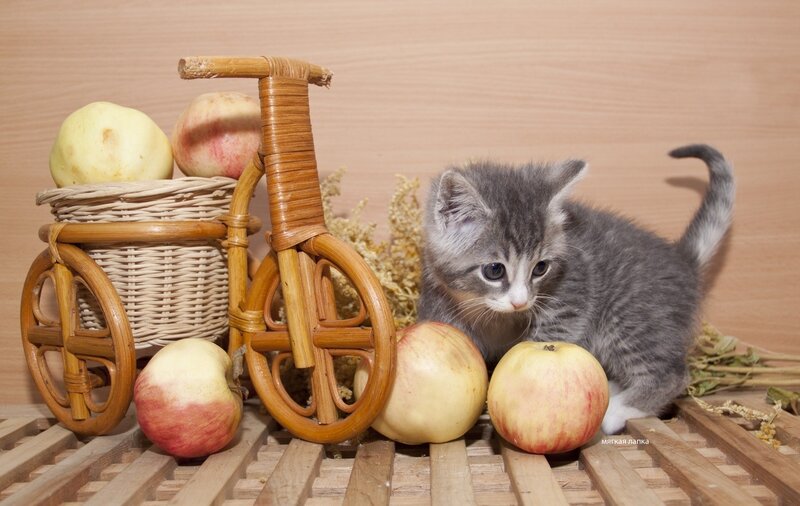 Gray Tabby Kitten — Calm, Photograph, Apples