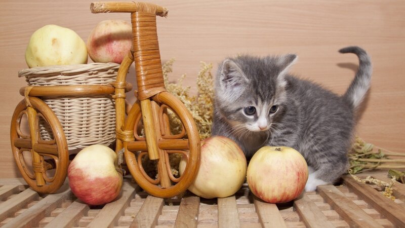 Gray Tabby Kitten — Calm, Photograph, Apples, Wicker Basket