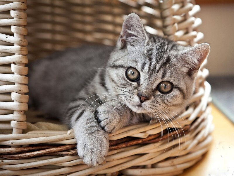 Gray Tabby Kitten — Calm, Photograph, Basket, Cat Bed