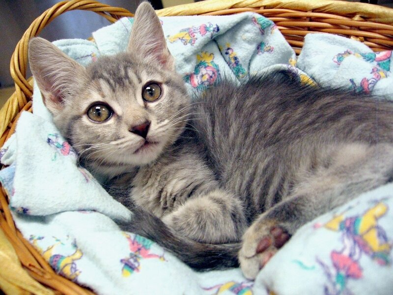 Gray Tabby Kitten — Calm, Photograph, Basket