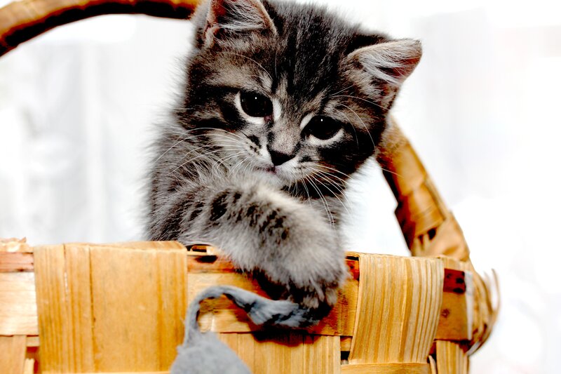 Gray Tabby Kitten — Calm, Photograph, Basket, Toy