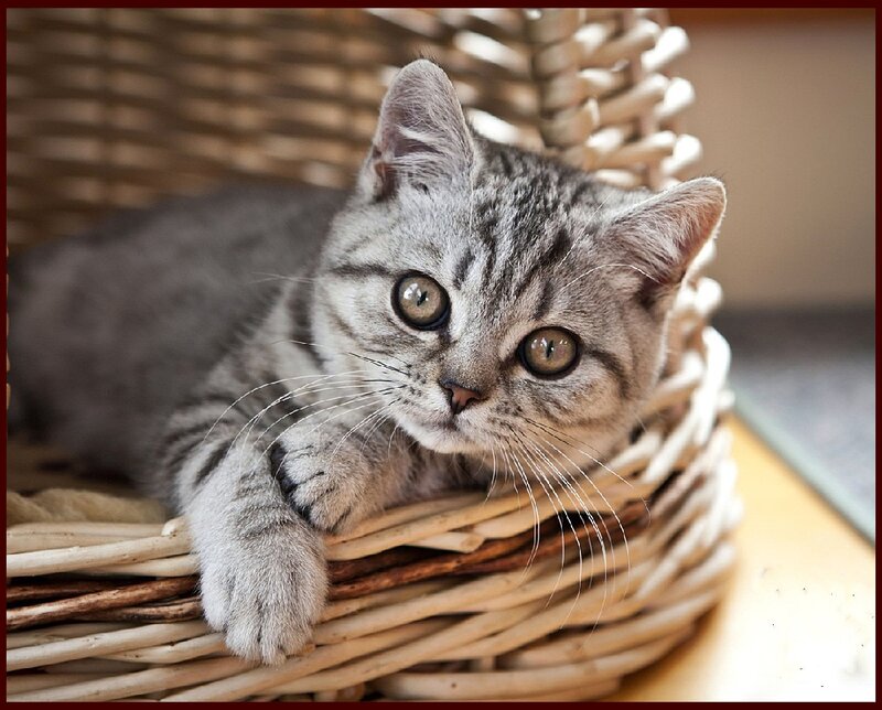 Gray Tabby Kitten — Calm, Photograph, Basket, Whiskers