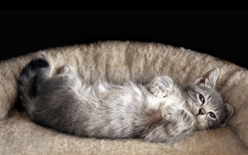 Gray Tabby Kitten — Calm, Photograph, Bed
