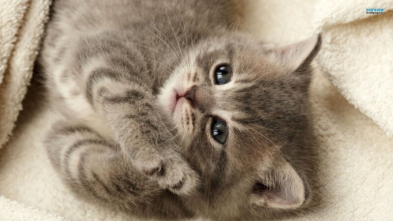 Gray Tabby Kitten — Calm, Photograph, Blanket, Beige, Superb Wallpapers