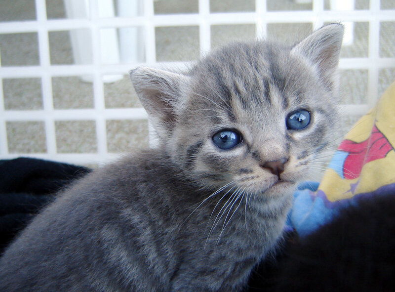 Gray Tabby Kitten — Calm, Photograph, Blanket