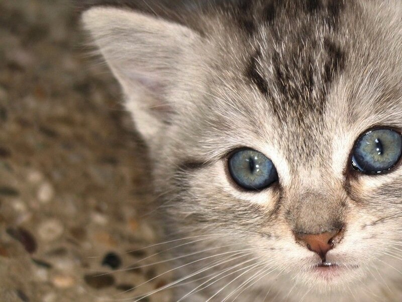 Gray Tabby Kitten — Calm, Photograph, Blue Eyes