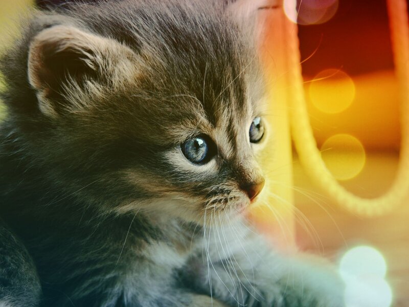 Gray Tabby Kitten — Calm, Photograph, Bokeh Lights