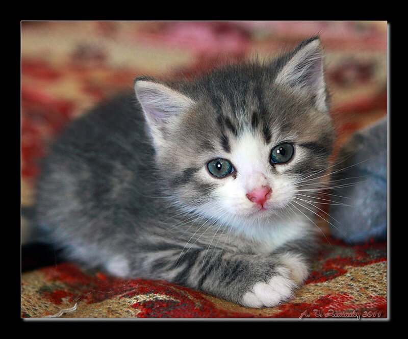 Gray Tabby Kitten — Calm, Photograph, Carpet