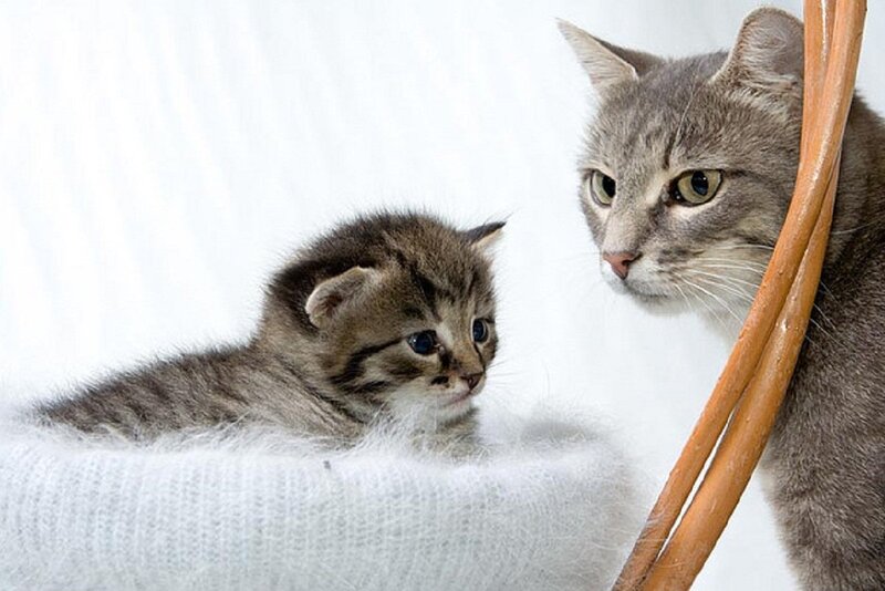 Gray Tabby Kitten — Calm, Photograph, Cat, Basket