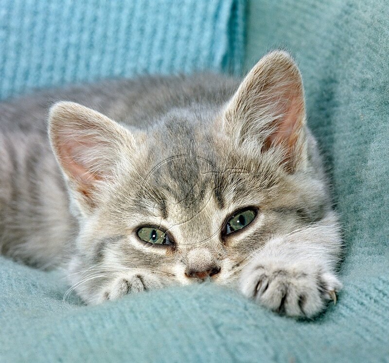 Gray Tabby Kitten — Calm, Photograph, Cat, Blanket