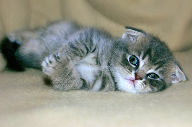 Gray Tabby Kitten — Calm, Photograph, Cat, Couch