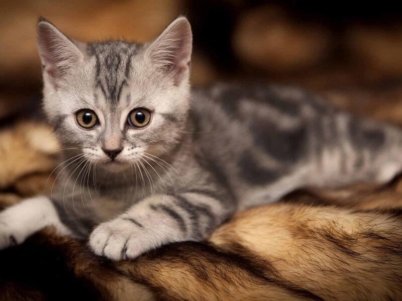 Gray Tabby Kitten — Calm, Photograph, Cat