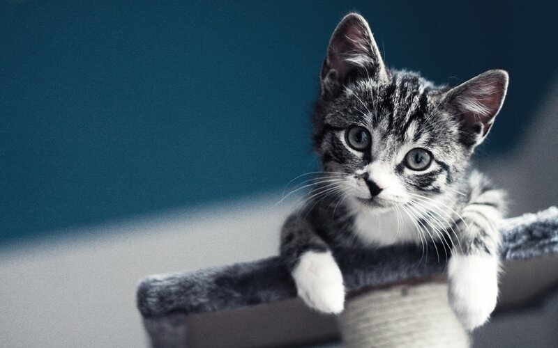 Gray Tabby Kitten — Calm, Photograph, Cat Tree, Whiskers, Blue Background