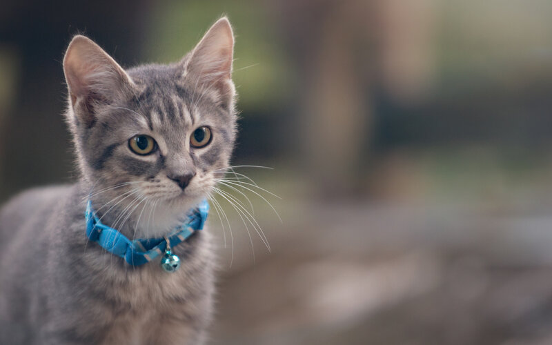 Gray Tabby Kitten — Calm, Photograph, Collar