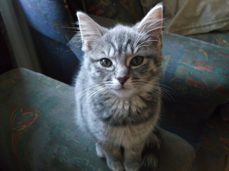 Gray Tabby Kitten — Calm, Photograph, Couch