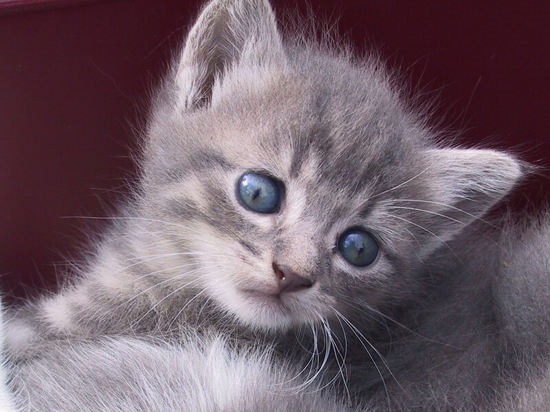 Gray Tabby Kitten — Calm, Photograph, Eyes