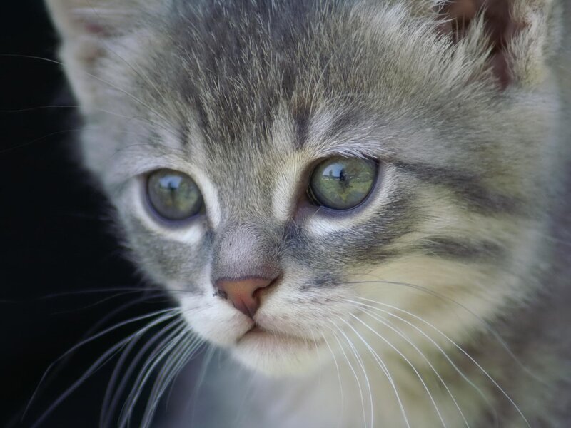 Gray Tabby Kitten — Calm, Photograph, Eyes, Whiskers, Nose