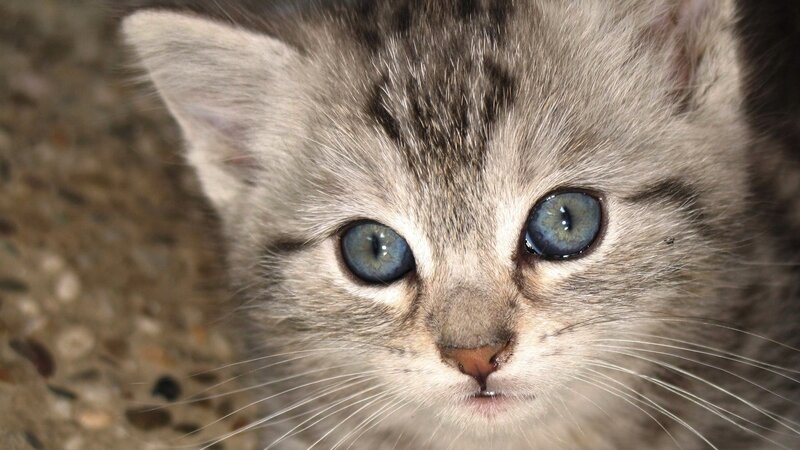 Gray Tabby Kitten — Calm, Photograph, Eyes, Whiskers