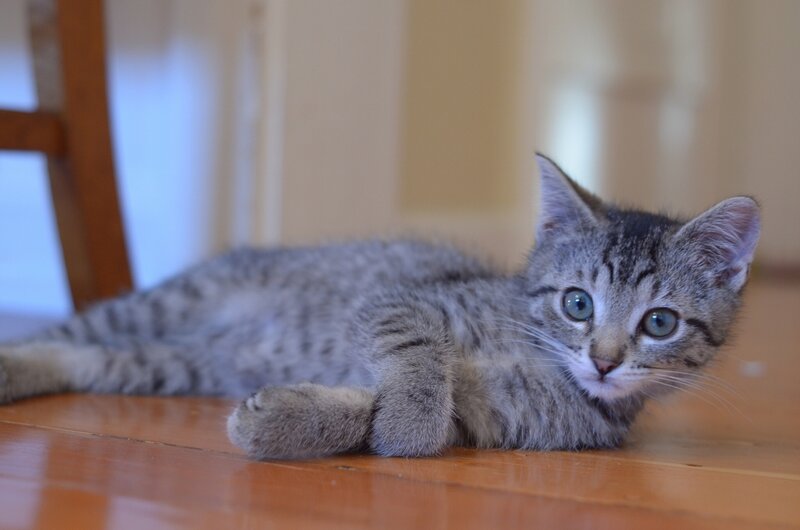Gray Tabby Kitten — Calm, Photograph, Floor