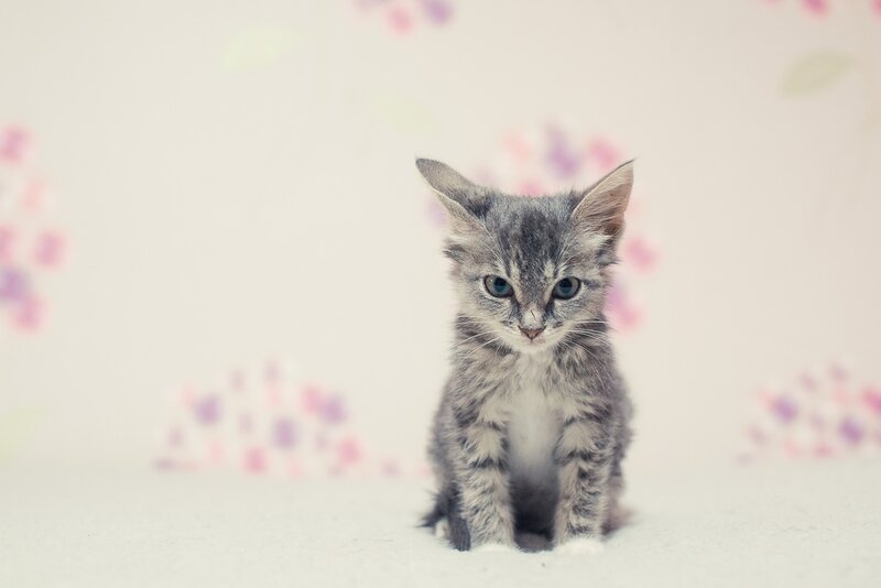 Gray Tabby Kitten — Calm, Photograph, Floral Background