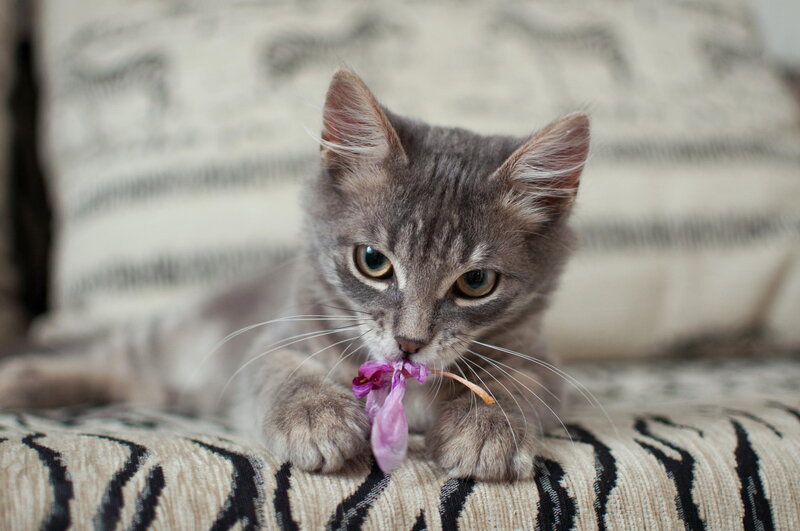 Gray Tabby Kitten — Calm, Photograph, Flower