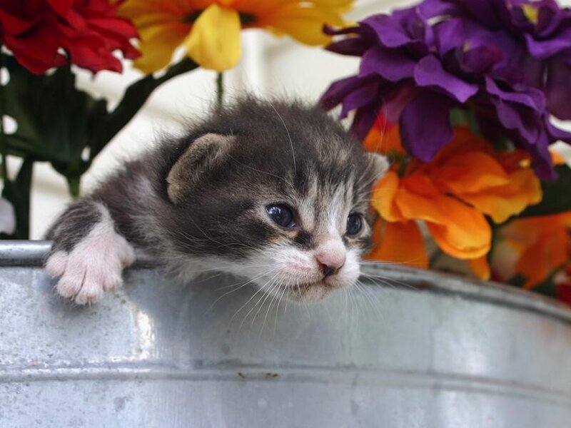 Gray Tabby Kitten — Calm, Photograph, Flowers