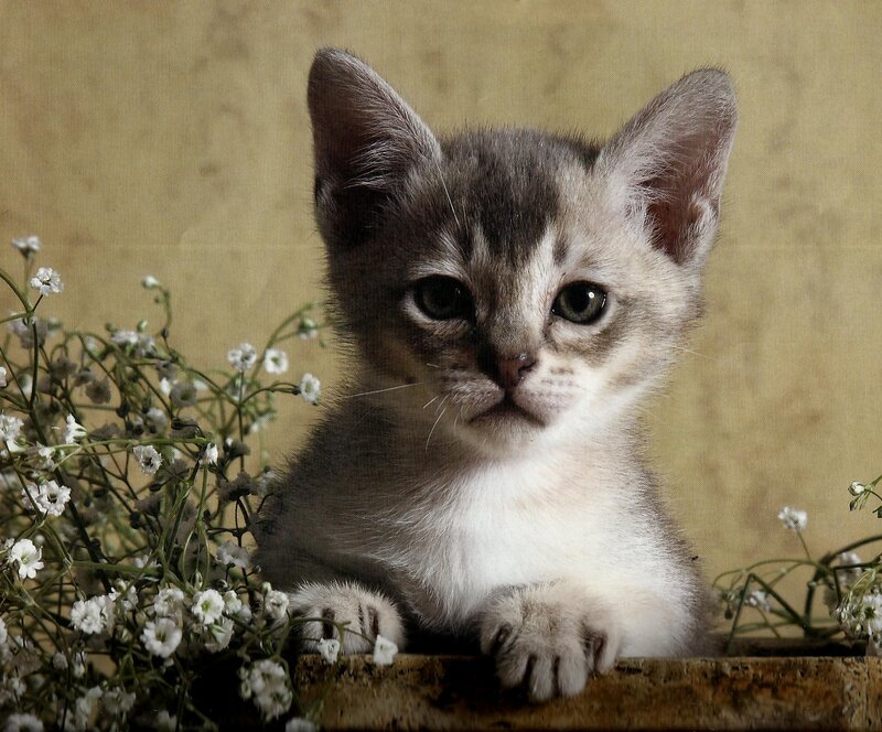 Gray Tabby Kitten — Calm, Photograph, Flowers, Wooden Surface