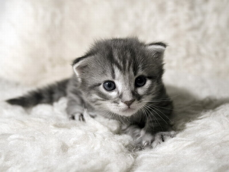 Gray Tabby Kitten — Calm, Photograph, Fluffy Surface