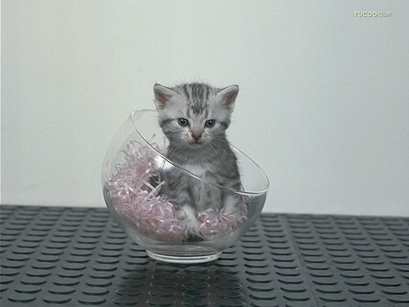 Gray Tabby Kitten — Calm, Photograph, Glass Bowl