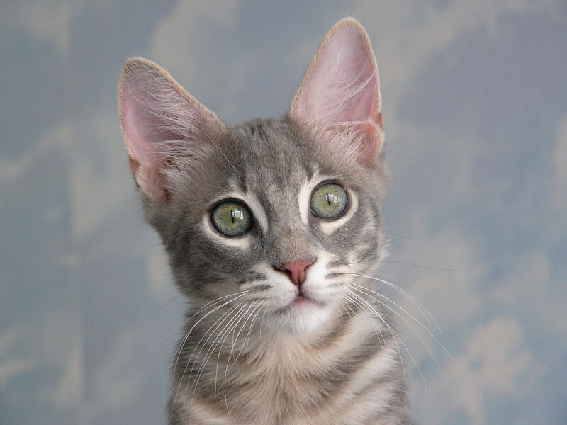 Gray Tabby Kitten — Calm, Photograph, Green Eyes