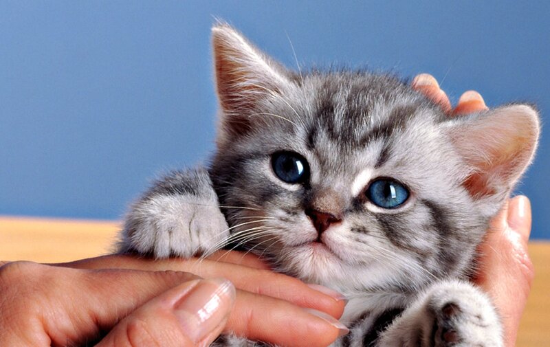 Gray Tabby Kitten — Calm, Photograph, Hands, Blue Eyes